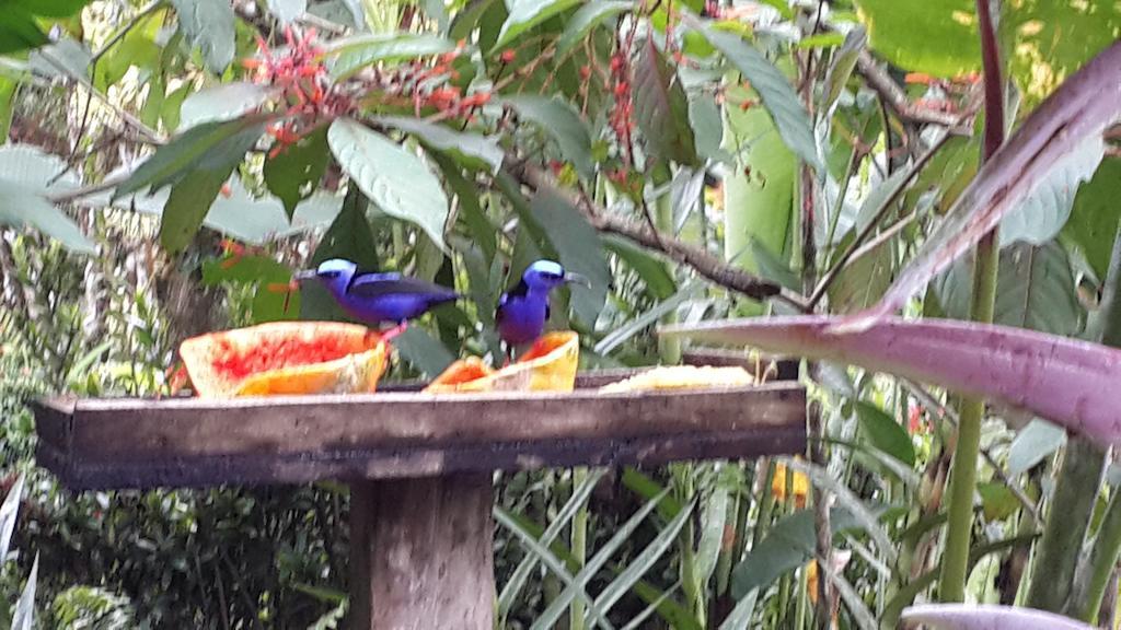 Hotel Roca Negra Del Arenal La Fortuna Екстериор снимка