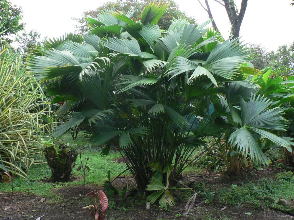 Hotel Roca Negra Del Arenal La Fortuna Екстериор снимка