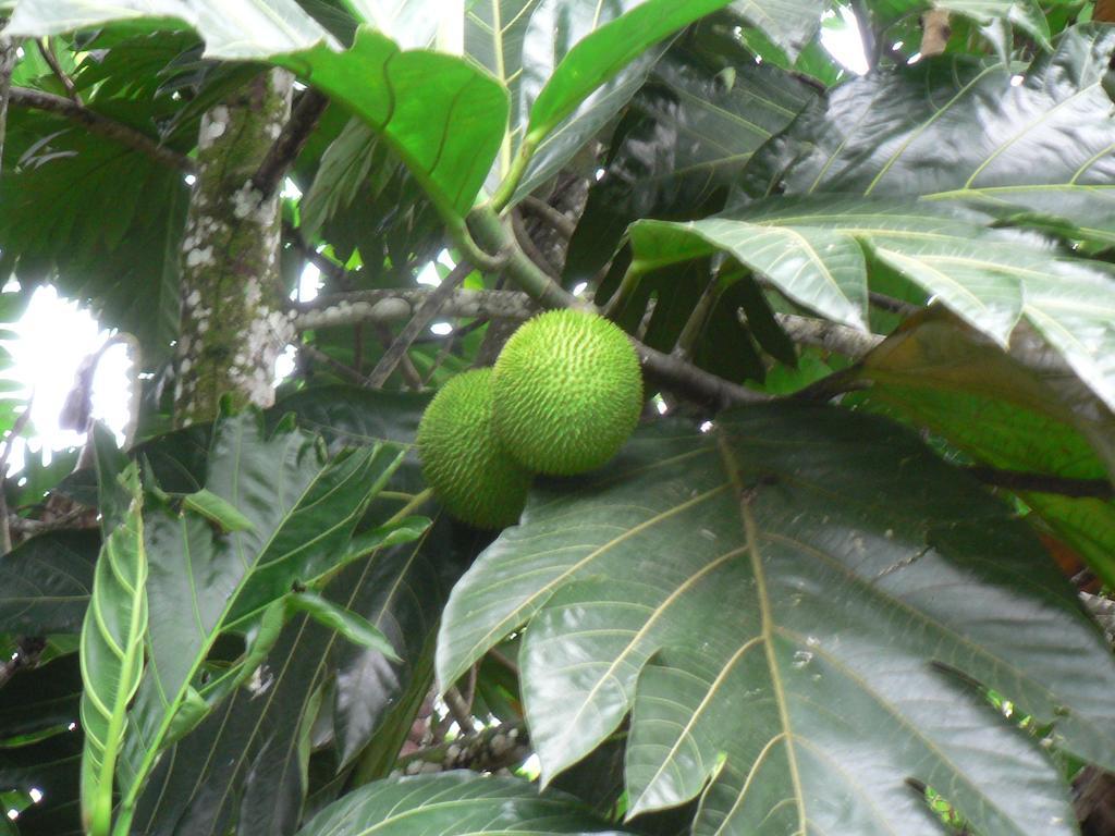 Hotel Roca Negra Del Arenal La Fortuna Екстериор снимка