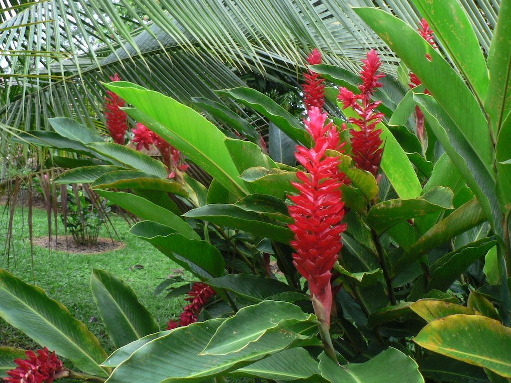 Hotel Roca Negra Del Arenal La Fortuna Екстериор снимка