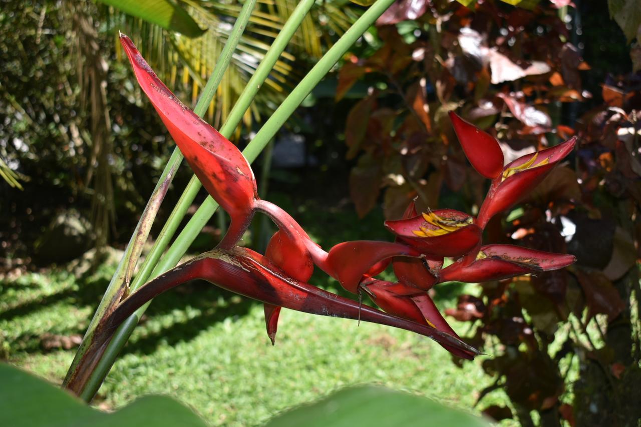 Hotel Roca Negra Del Arenal La Fortuna Екстериор снимка