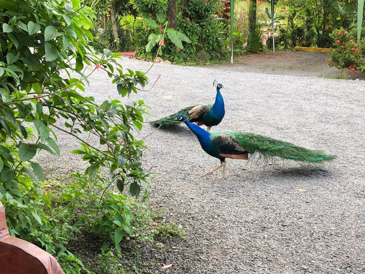 Hotel Roca Negra Del Arenal La Fortuna Екстериор снимка