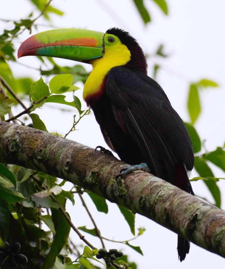 Hotel Roca Negra Del Arenal La Fortuna Екстериор снимка